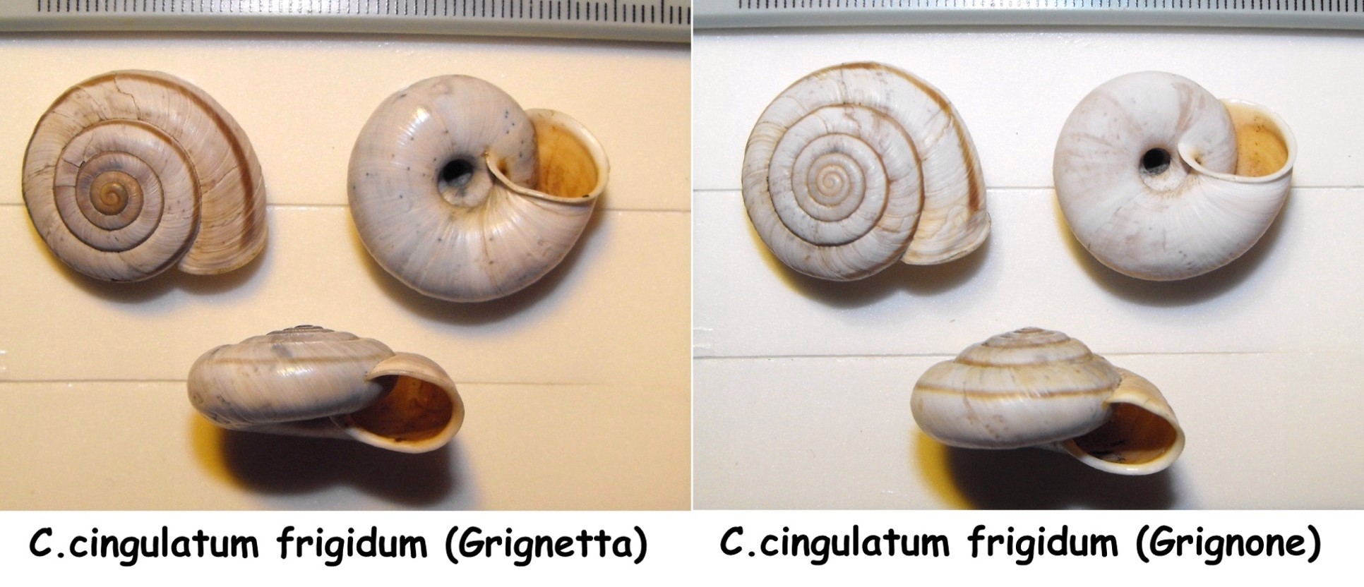 Chilostoma cingulatum frigidum (De Cristofori & Jan,1832)